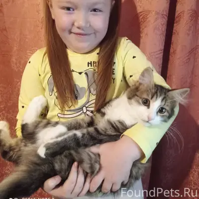 Пропал котёнок, девочка. Отзыв...