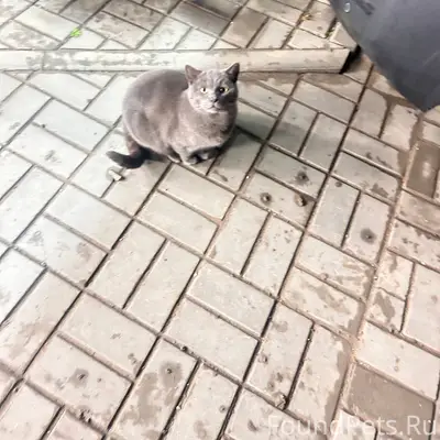 Найден кот на территории дц Аэропортовское шоссе 
