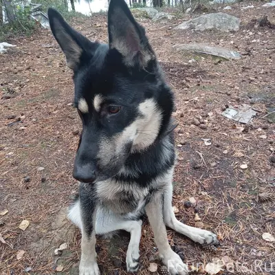 Потерялся пёс. На трассе, у Ку...