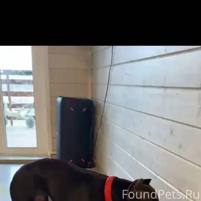 Добрый день! Убежала собака По...