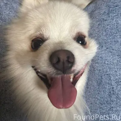 Пропала собака. Откликается на...