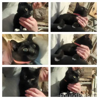 Ура! Наш Уголёк дома. Спасибо ...