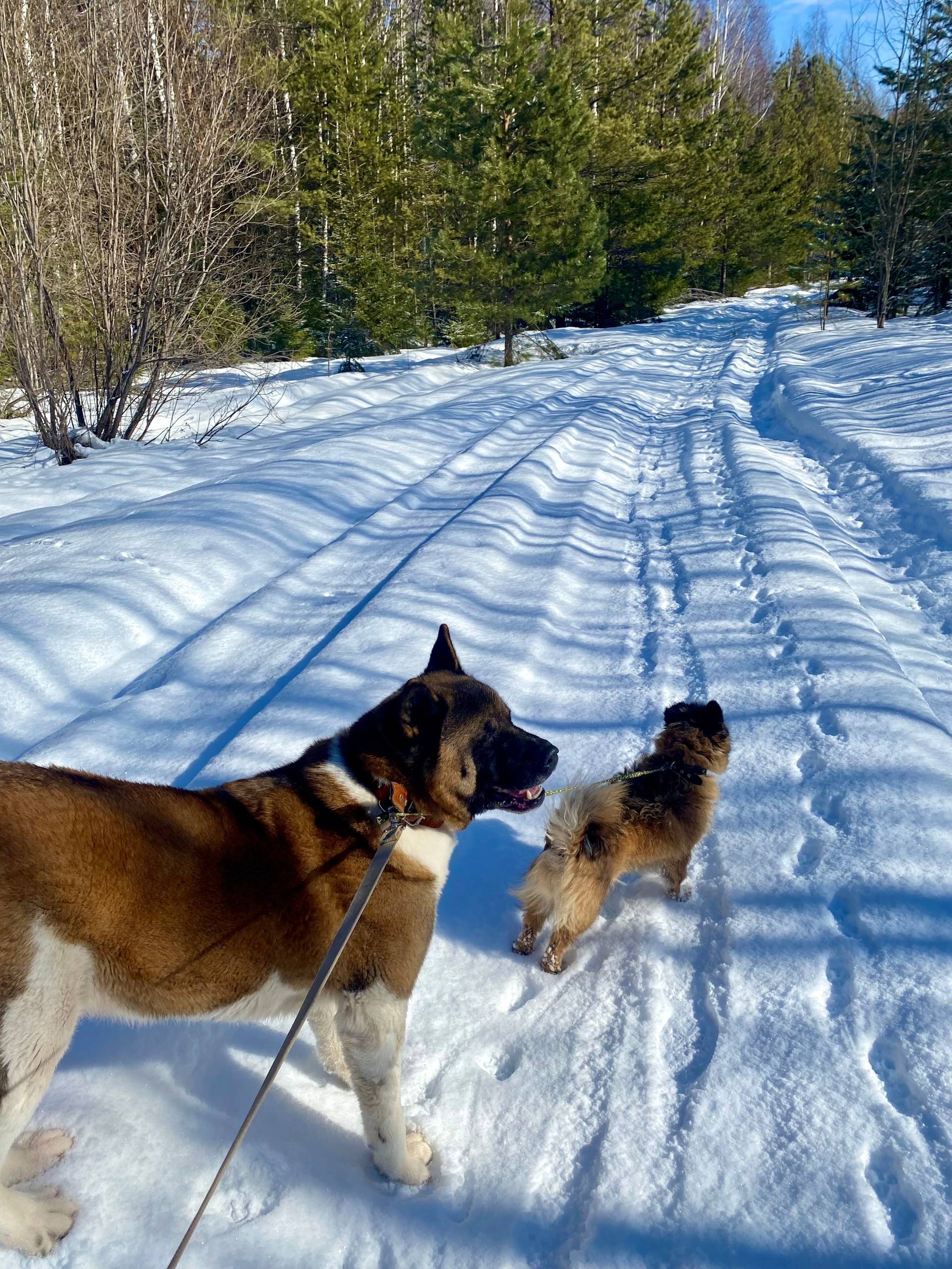Потерялись собаки.может кто ви...