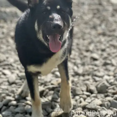 Пропал пёс в районе Кириченко,...