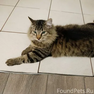 ПРОПАЛ КОТ! Жд район, Маяковск...