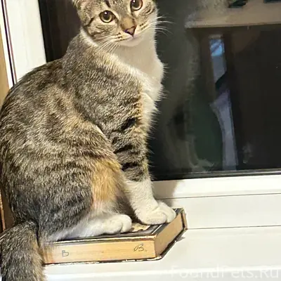 Пропал котенок …по ул.Куйбышев...