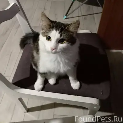 Пропала кошка 23.11.25 в...