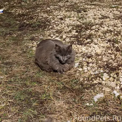 Найден кот! Улица Фрунзе. Ухож...