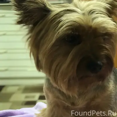 На десятке потерялась собака, ...