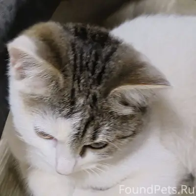 #потеряшка #помогитепристроить...