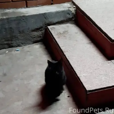 Кто потерял кошечку, прибилась...