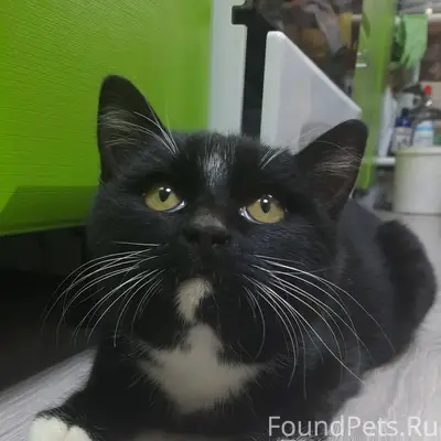 Найден кот. Голодный,исхудавши...