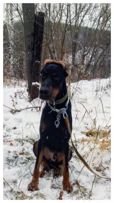 Г. Осинники. Может кто потерял...