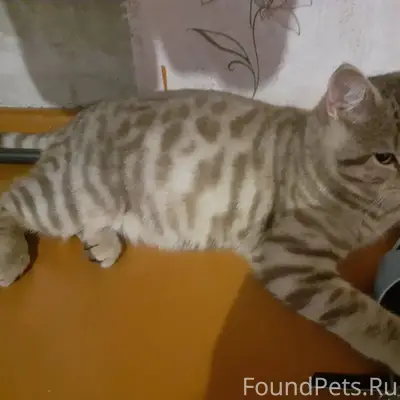 Срочно.Тохтуево Найден породис...