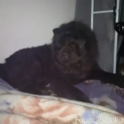 Пропала собака Чау Чау. Если в...