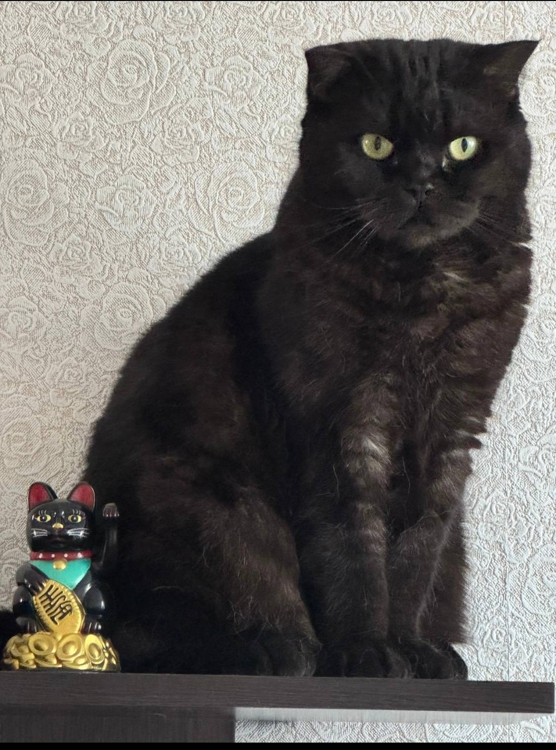 Пожалуйста, помогите найти кот...