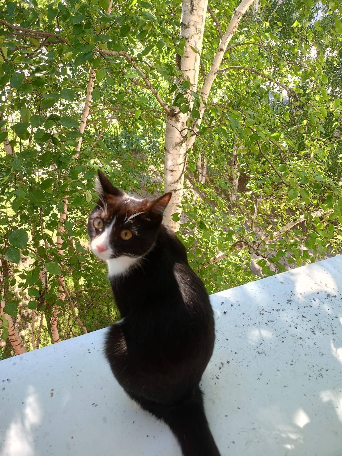 ПРОПАЛА КОШКА 22.11 СУРГУТ НА....