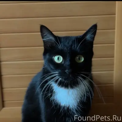 Пропала кошка, по адресу Баума...