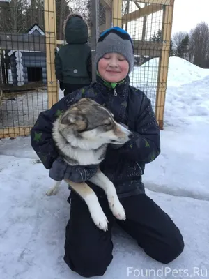 Убежала собака в районе Каалам...