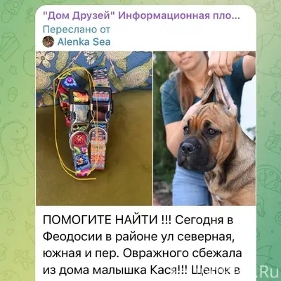 Пропала собака,если обладаете ...