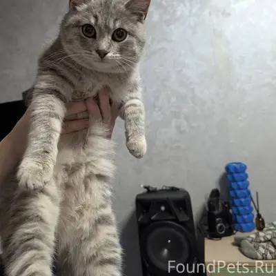 Найден кот (на вид домашний/ н...