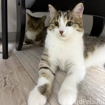 Пропала кошка, 1 год. Последни...