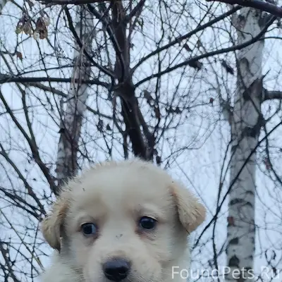 Крик о помощи!!! 🆘 В березовой...