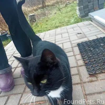 Найден кот(предположительно ко...
