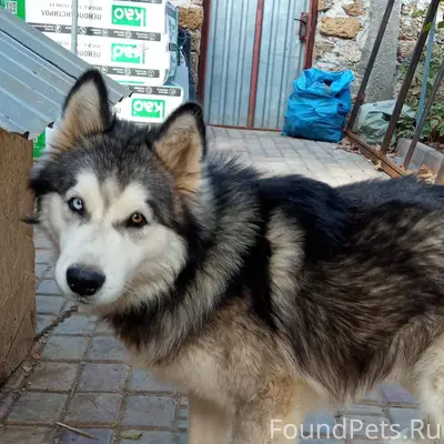 Потерялся пёс, вчера утром убе...