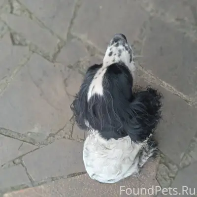 Потерялась собака породы русск...
