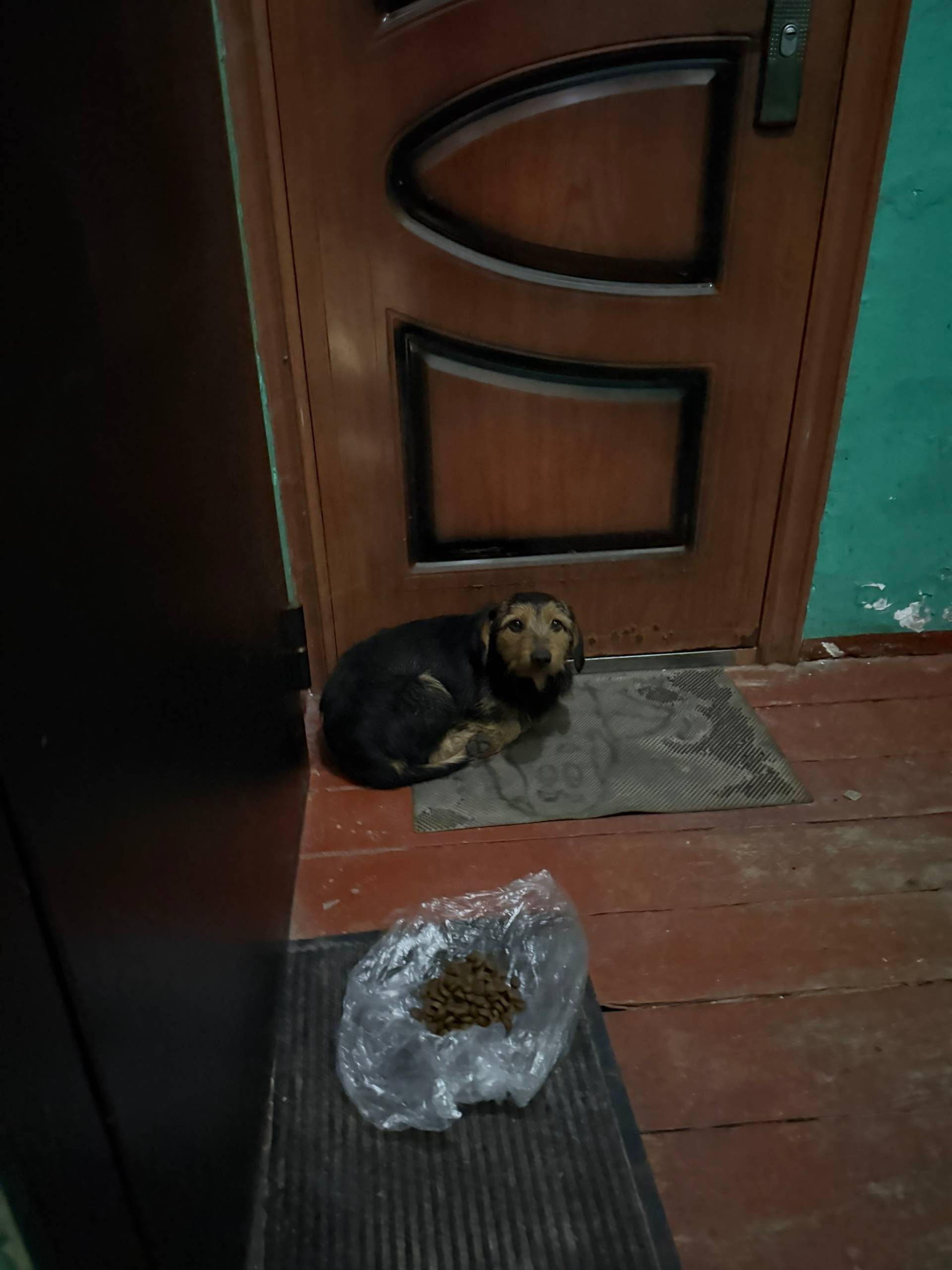 Маленькая собака, греется в По...