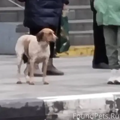 На остановке дворец автомобиле...