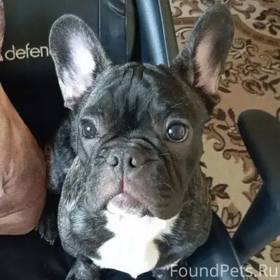 Пропала собака! Город Кисловод...