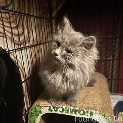 Найден на улице котенок. Девоч...