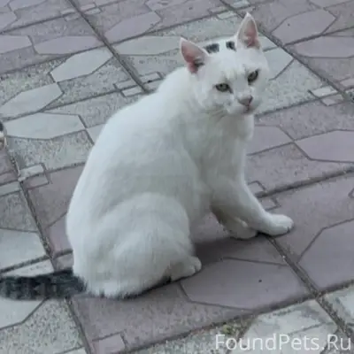 Внимание!!! Помогите найти кот...