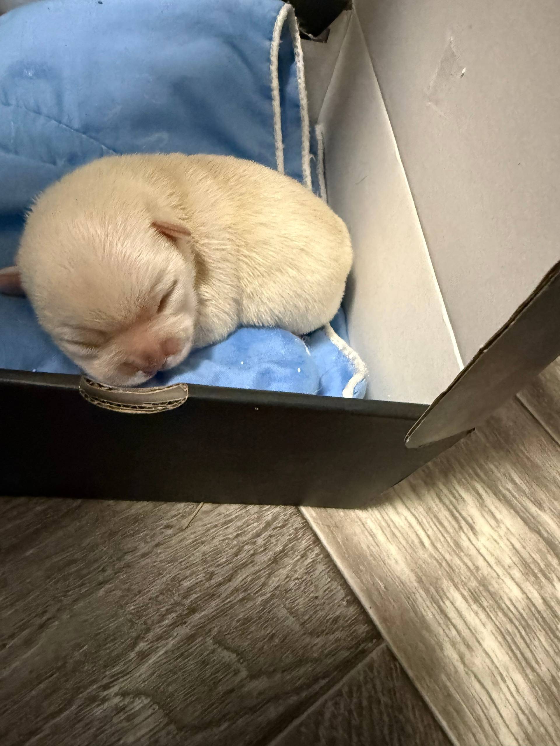 Был найден в пустой коробке на...