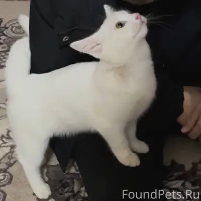 Добрый вечер,пропал котик в ра...