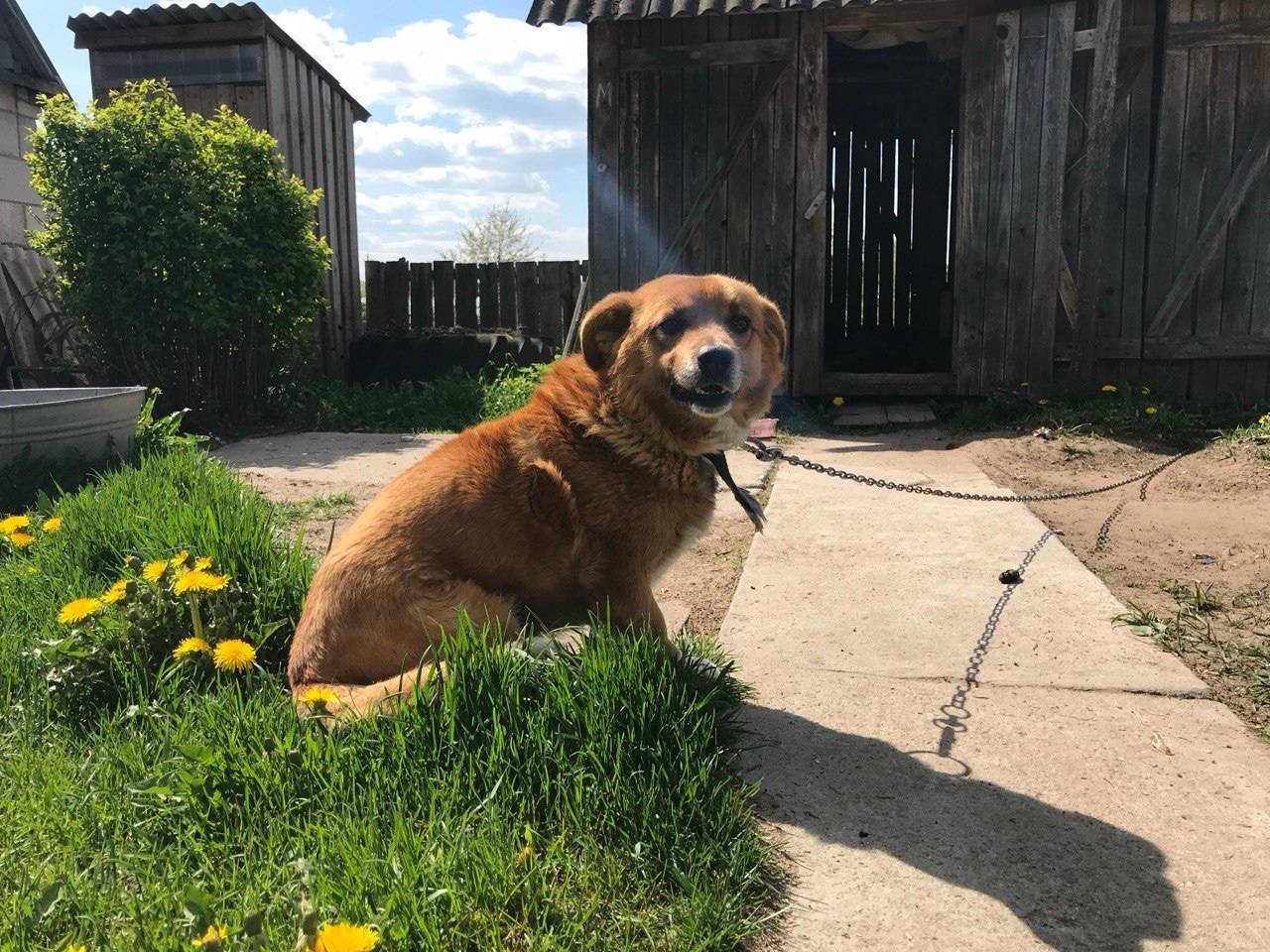 Пропала собака! в районе трудо...