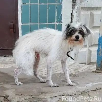 Пропала собака Кто его видел п...