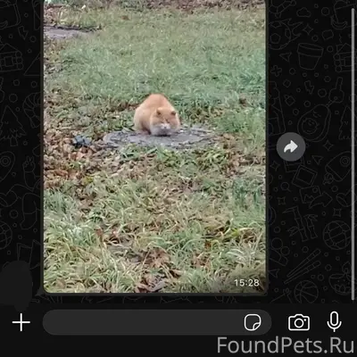 #НайденаКошка@poterashkamag На...