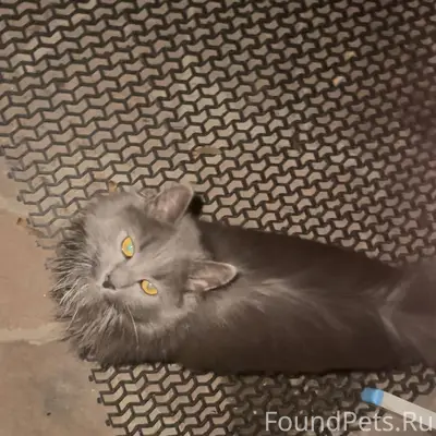 Найдена кошка в районе северно...