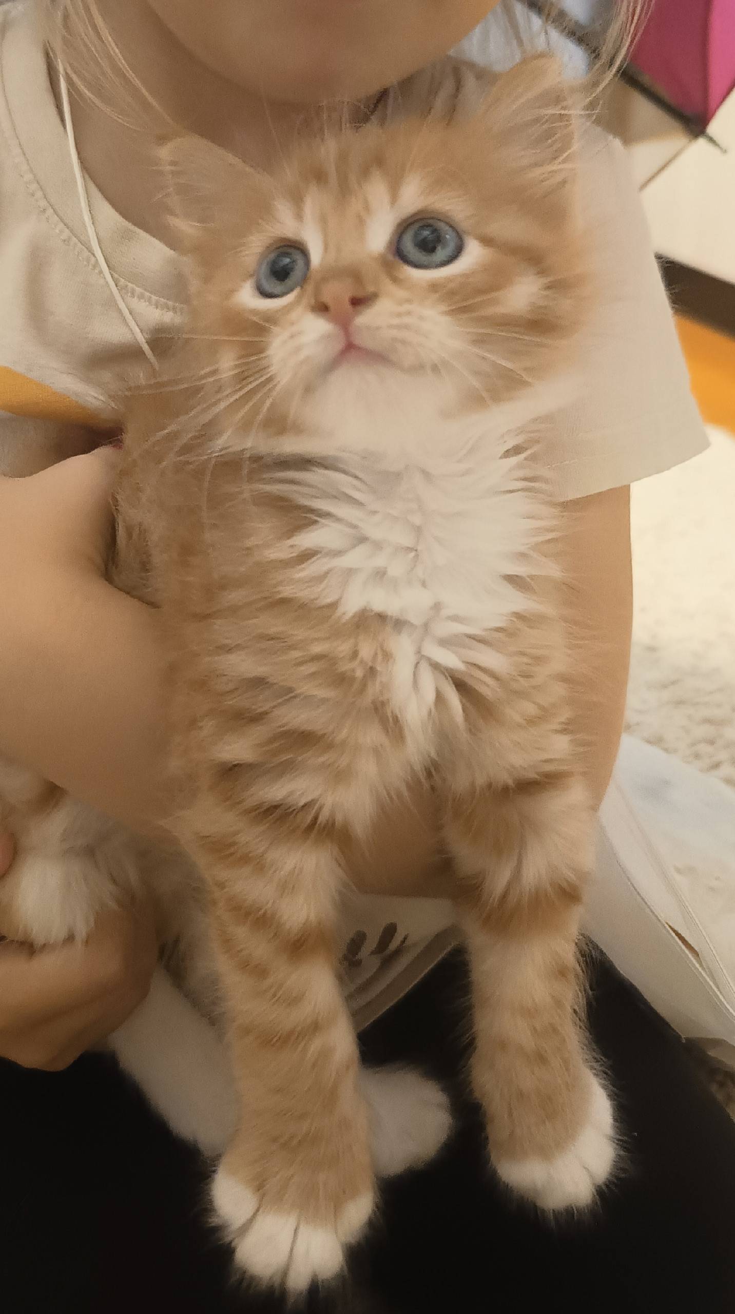 Пропал рыженький котёнок! Бега...