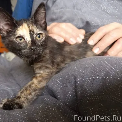 🆘ИЩЕТ ДОМ КОТЕНОК🆘 Малышка был...