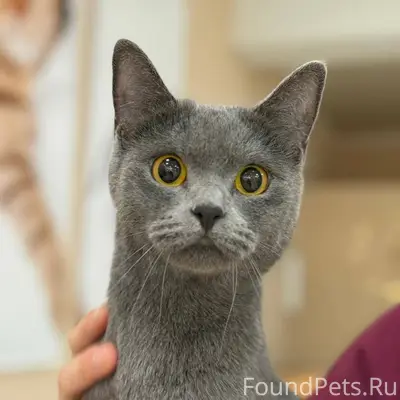 Найдена кошка Коломна и район!...