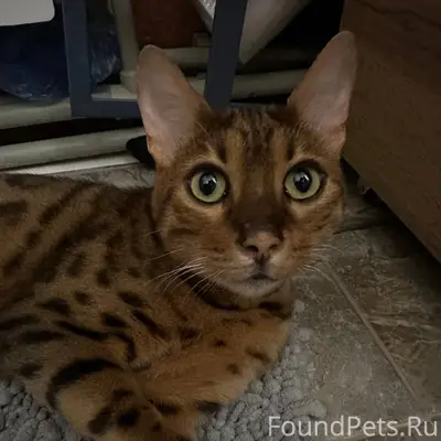 Найден кот, предположительно Б...