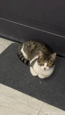 Добрый вечер! Найдена кошка в ...