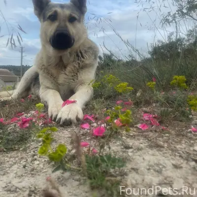 Пропал пёс по кличке Граф. Оче...