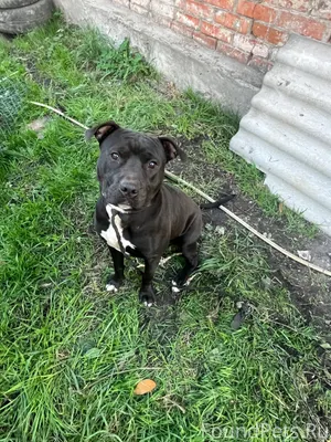 Потерялся собака(мальчик), пос...