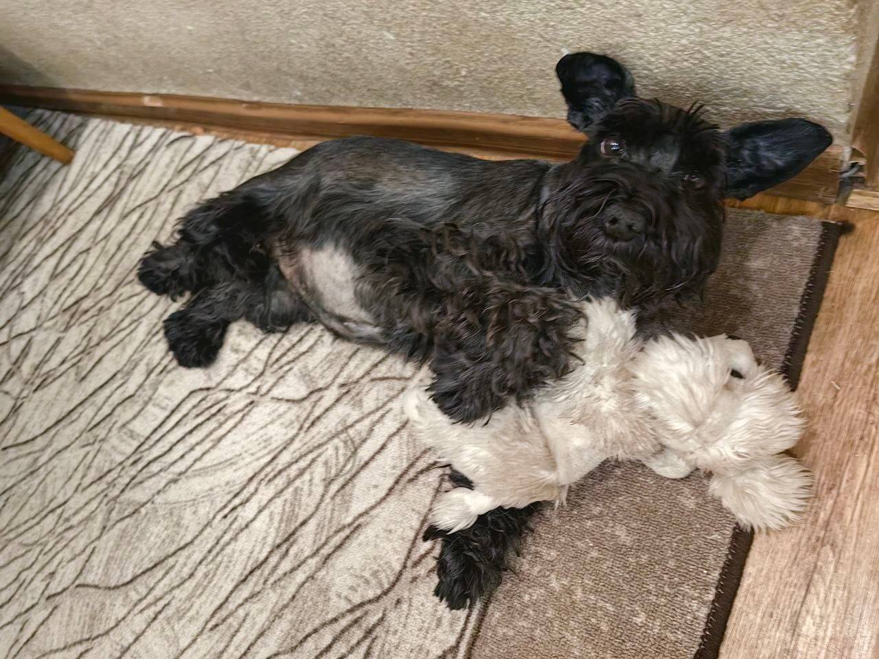 Потеряли собаку чёрный шверкцн...