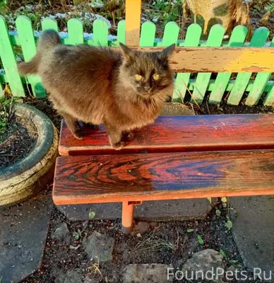 НОВАЯ ПОДКИДЫШ – СРОЧНО ИЩЕТ Д...